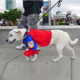 03-superdog