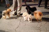 Dogs Of Venice - 73rd Venice Film Festival