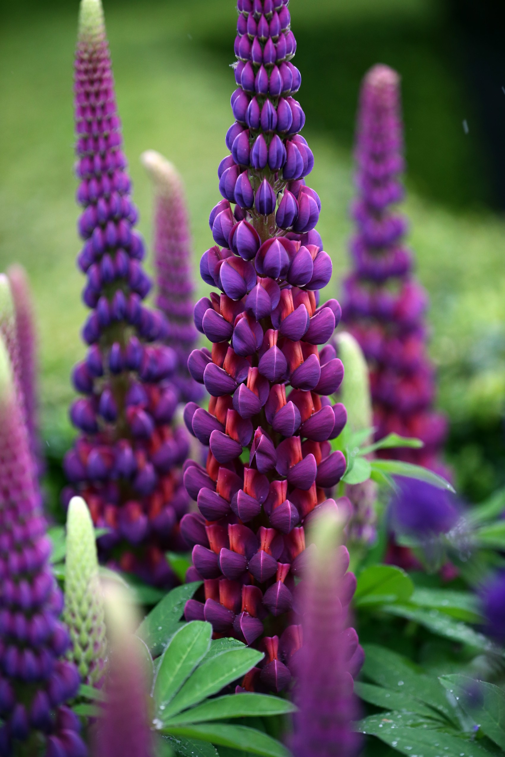 Preview Day At The 2015 Chelsea Flower Show