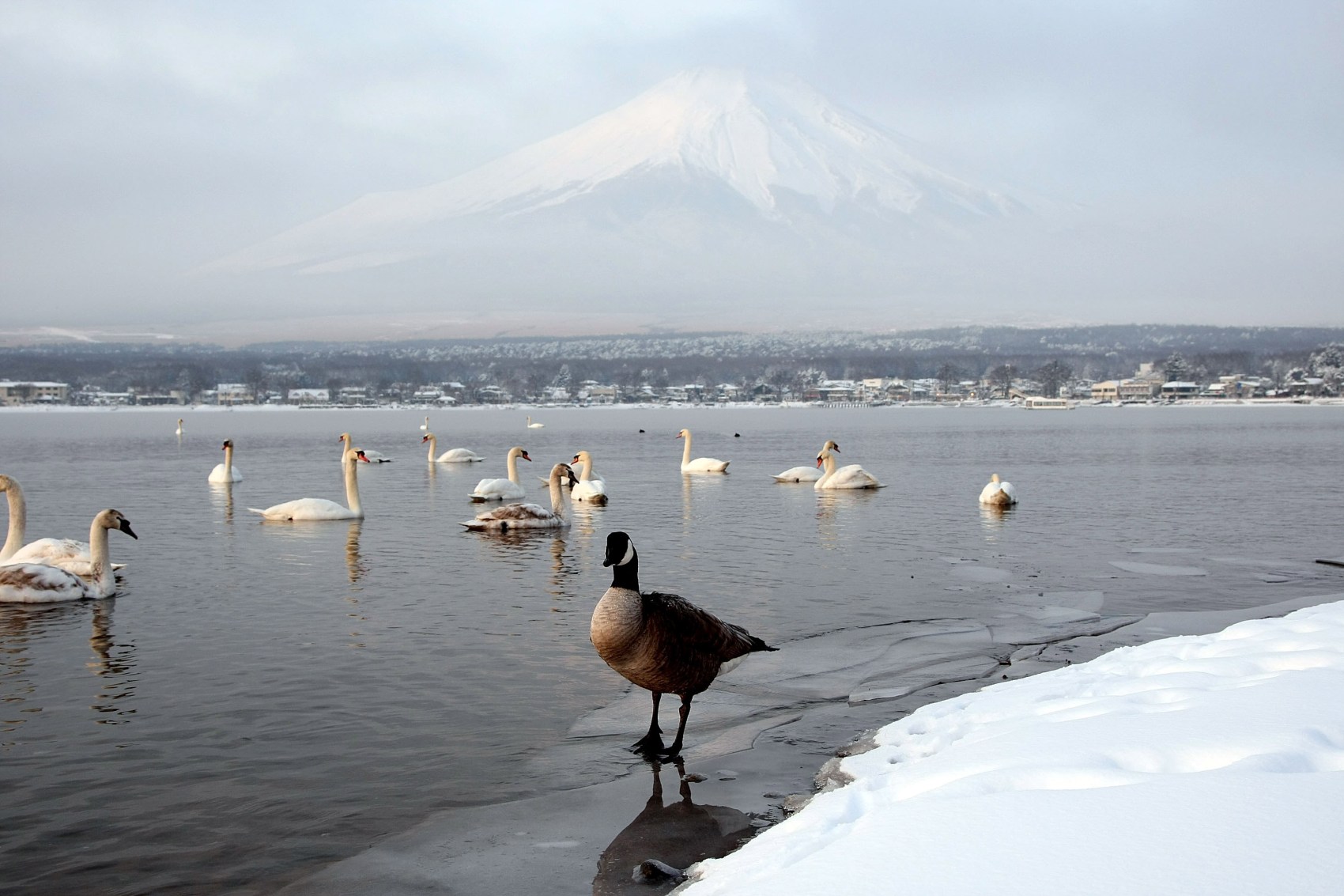 Scenic Views Of Snow Capped Mt. Fuji