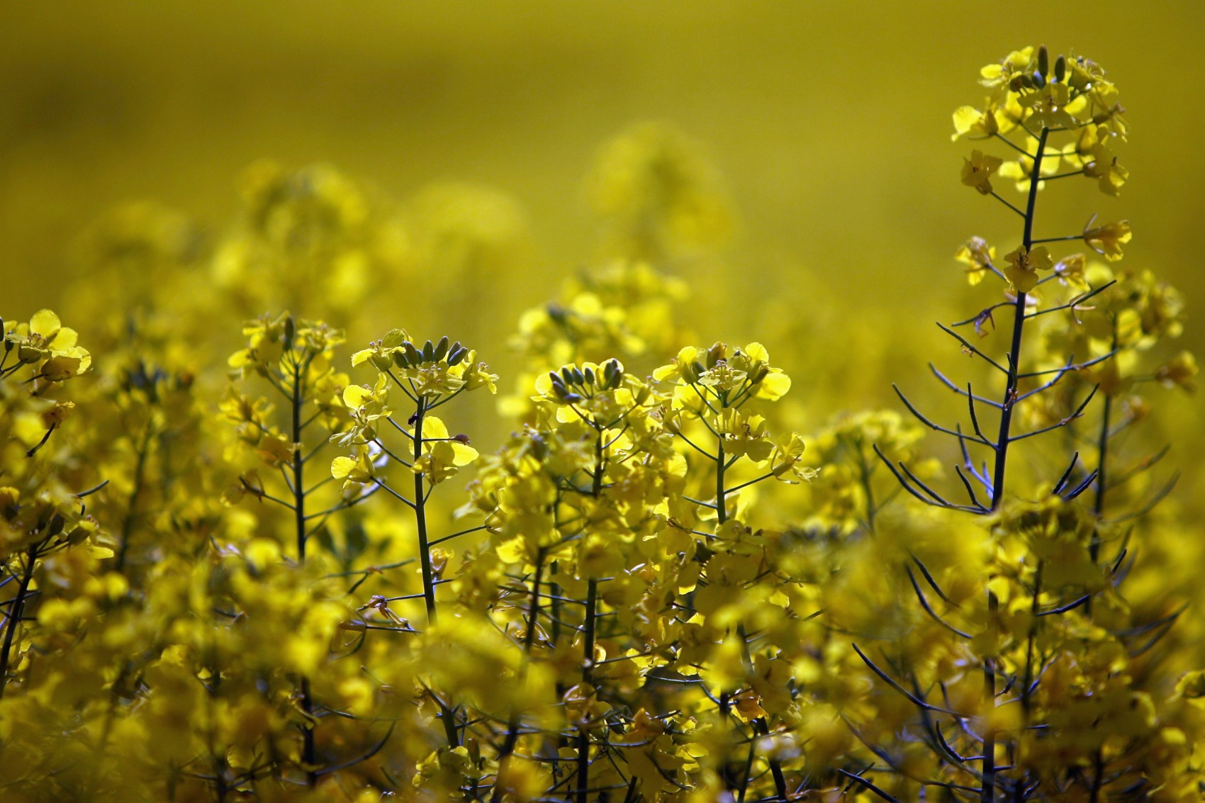 Rapeseed Crops Start To Bloom