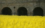 Rapeseed Crops Start To Bloom