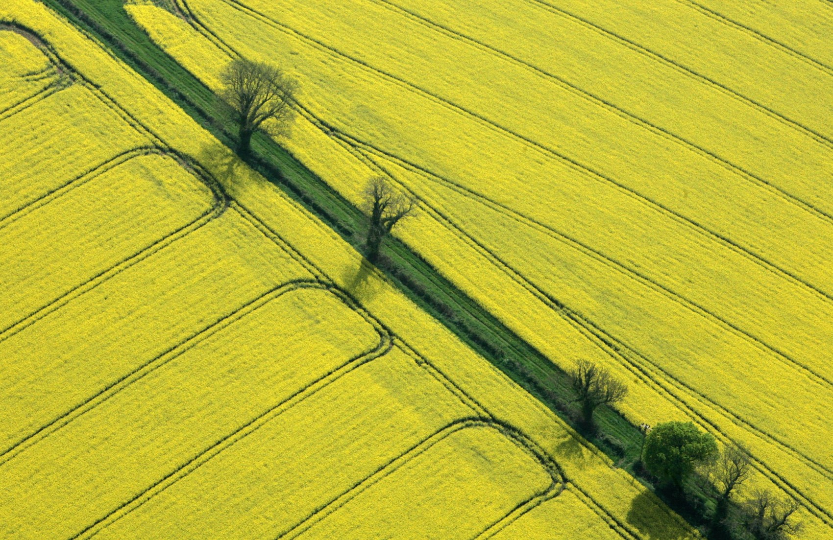 Rapeseed Starts To Bloom